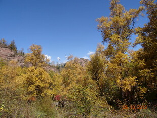 秋日山林中的斑斓景致