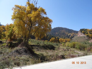 秋日公路旁的金黄树木