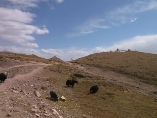 草原旷野中的黑色牲畜