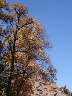 秋日山林树木与蓝天景致