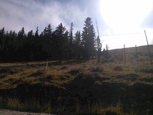 山间阳光照耀的树林草地