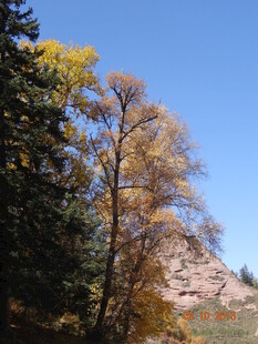秋日山林中的多彩树木