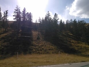 山间公路旁的葱郁树林