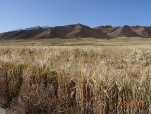 广袤原野的壮丽风光
