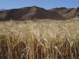金黄麦田与远山美景