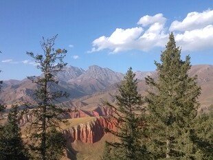 山间松影与壮丽峡谷风光