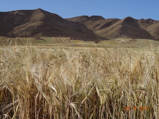 广袤原野与远山风景