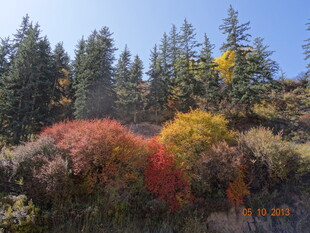 秋日山林斑斓美景