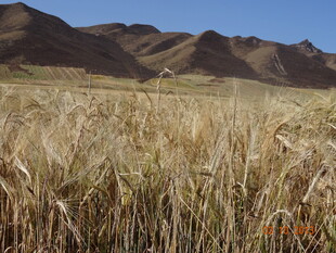 金黄麦田与远处山峦美景