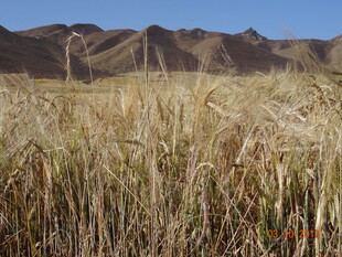 金黄麦田与远山美景