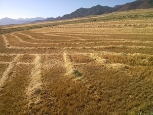 广袤田野与远山风景