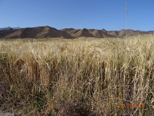 广袤原野上的金黄草丛