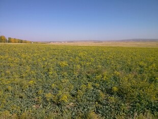 广袤田野绿意浓