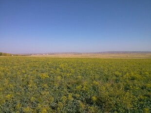 广袤油菜花田 蓝天之下