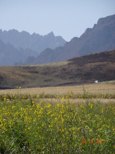 山间黄花田 自然美景