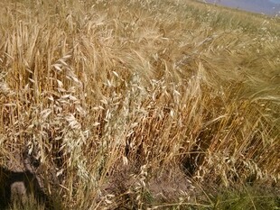 金色麦田 展现田园风光