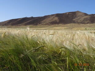 麦田与远山的自然景致