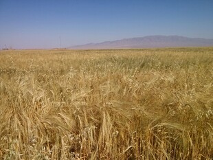 金黄麦田 广袤天地之景