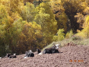 秋日山坡上休憩的牛群