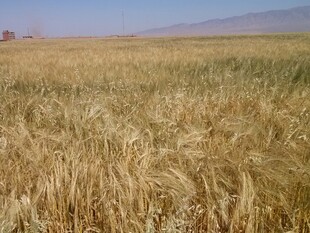 金黄麦田 广袤田野风光