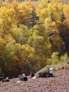 秋日山林中的休憩场景