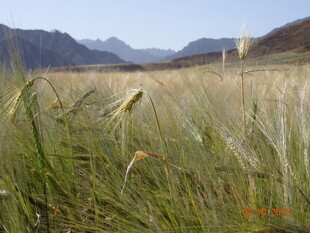 广袤原野上的蓬勃野草