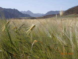 草原风光 远山近草