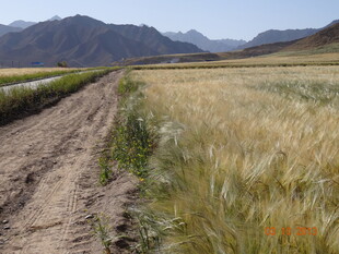 田野间的土路与金黄麦田