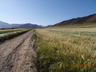 田野间的土路与金黄麦田