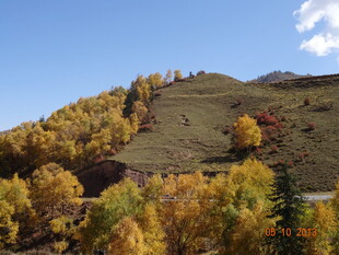 秋日山坡斑斓树林美景