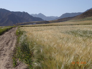 金黄麦田与远山的美丽景致