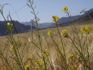 金黄田野中的灿烂小黄花