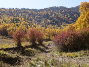 秋日山林绚丽风光