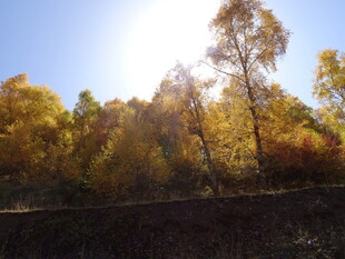 秋日林间阳光美景