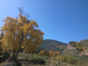 秋日山林中的金黄树木