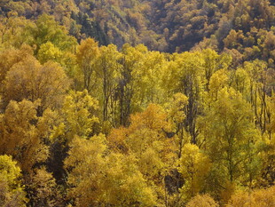 秋日山林斑斓美景