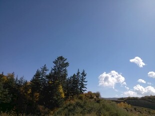 蓝天绿树间的悠然景致