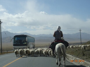 公路上牧民骑马赶羊群