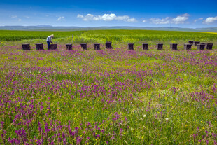 紫色花海中的整齐蜂箱