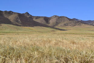 广袤草原与远处山峦