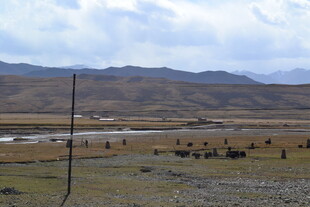 草原旷野上的动物群景观