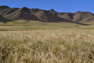 广袤草原与远处山峦
