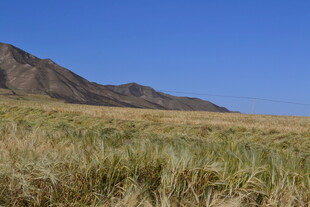 广袤草原与远处山峦