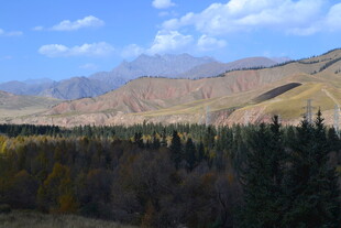 山间松林与远处山峦美景