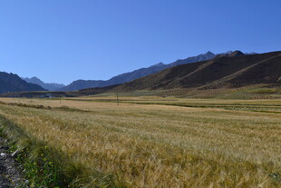 广袤麦田与远处山峦景色