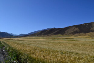 广袤麦田与远山蓝天