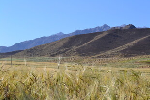 草原麦田与远山美景