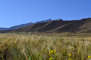 草原风光与远山美景