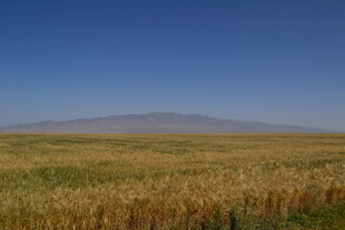 广袤麦田与远山蓝天