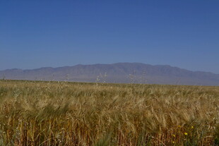 金黄麦田与远山蓝天